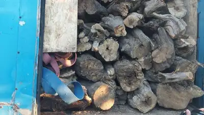 дерево, фото - Новости Zakon.kz от 13.08.2022 09:09