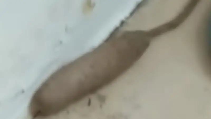 Большого червя с хвостом крысы засняли на видео в Британии