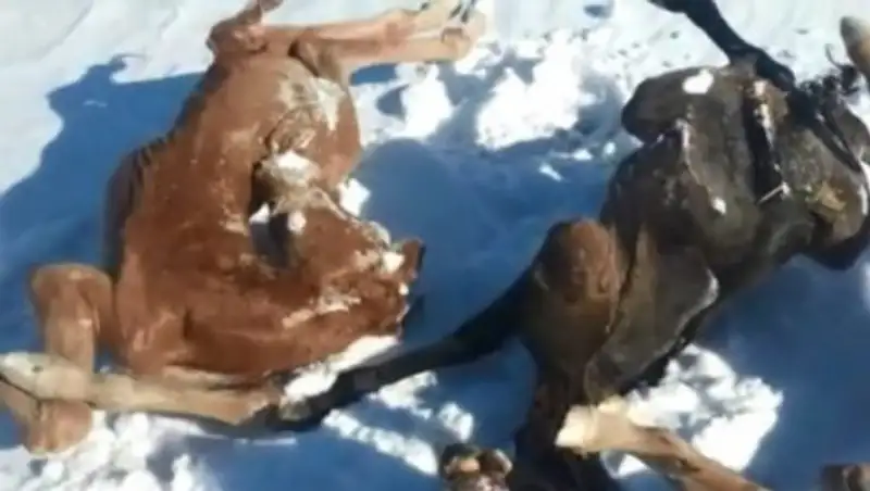 Озвучена возможная причина падежа жеребят в Костанайской области