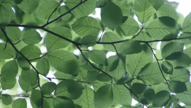 Сагинтаев высказался об озеленении Алматы