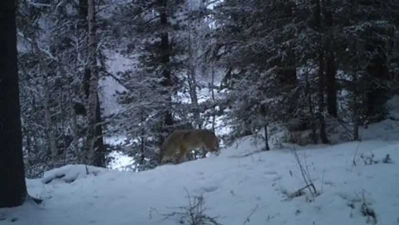Сотрудники Катон-Карагайского нацпарка сняли первые снимки с фотоловушек