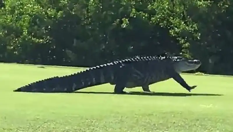 Гигантский аллигатор с американской военной базы попал на видео