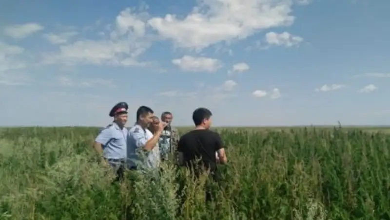 В Акмолинской области обнаружили плантацию конопли