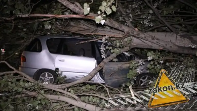 В Алматы упавшее на машину дерево чуть не убило ее водителя