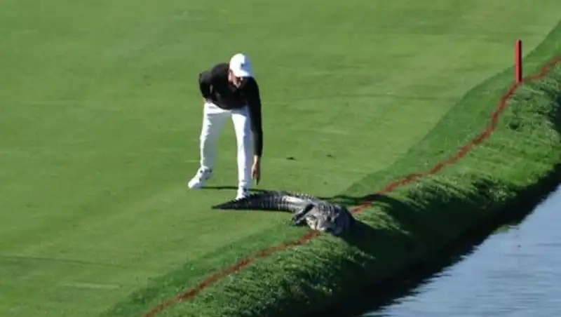 Американский гольфист столкнул аллигатора с поля во время игры