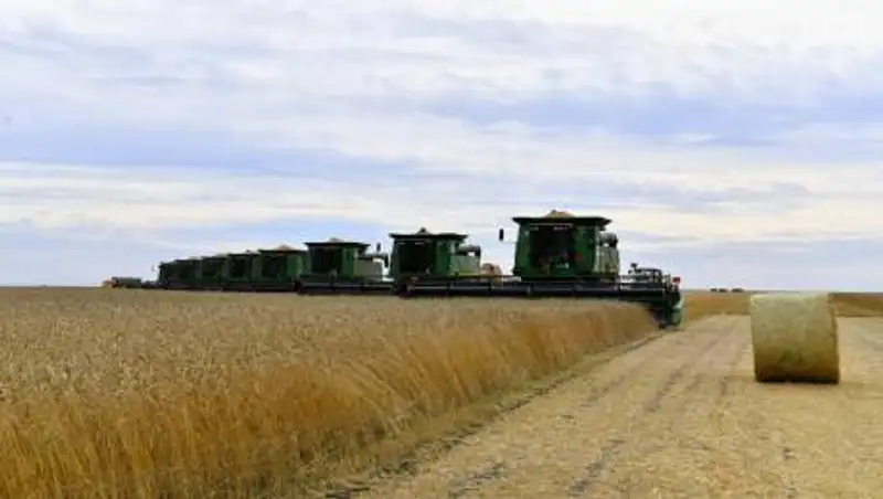 В ЗКО собрали 292 тысячи тонн зерна