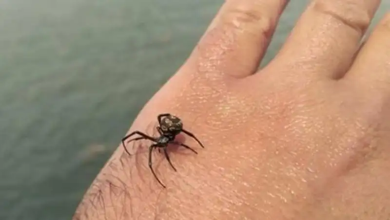 В Мангистау два человека попали в больницу после укуса каракурта