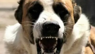 иллюстрированное фото из zapad24.ru, фото - Новости Zakon.kz от 10.04.2021 21:17