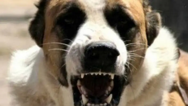 Алабай напал на пенсионерку со щенком в Нур-Султане