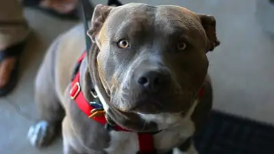 Zakon.kz, фото - Новости Zakon.kz от 03.01.2017 02:00