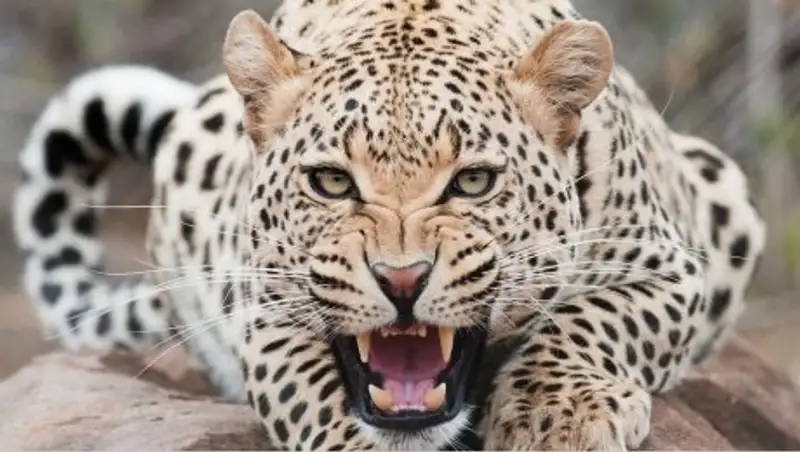 Леопард напал на четырехлетнюю девочку в московском цирке