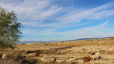 МСХ, скотина, падеж скота, фото - Новости Zakon.kz от 18.03.2022 10:07