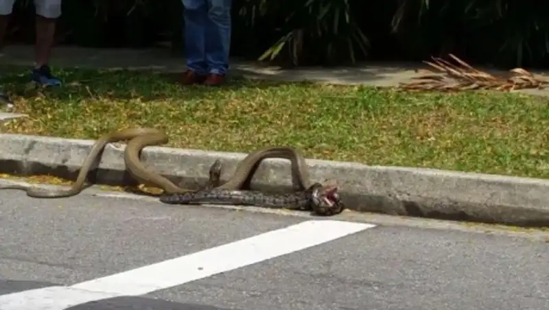 Сингапурские студенты сняли на видео схватку королевской кобры и питона