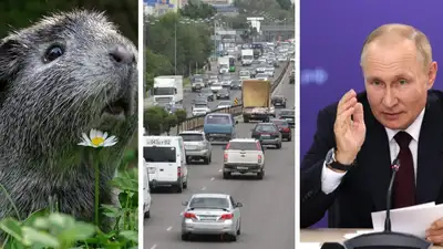 Главное за день: вскрытие свинки в Алматы, новые штрафы, выступление Путина, фото - Новости Zakon.kz от 21.02.2023 18:30