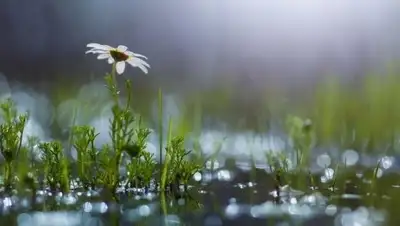 taxi-souz.ru, фото - Новости Zakon.kz от 04.06.2018 09:30