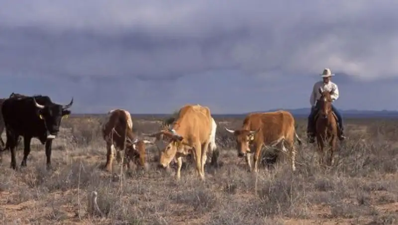 Казахстанцев задержали на границе с Кыргызстаном за незаконный перегон скота