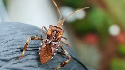 В Алматы по просьбам горожан обработают деревья препаратами от клопов, фото - Новости Zakon.kz от 27.06.2023 11:07