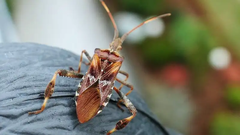 Деревья в Алматы обработают от клопов по просьбам горожан