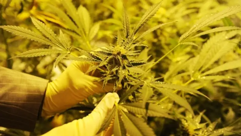 На Аляске легализована марихуана