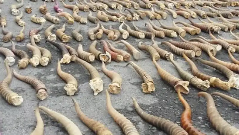 108 сайгачьих рогов пытались вывезти из Казахстана