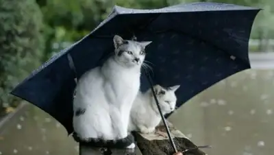 Zakon.kz, фото - Новости Zakon.kz от 17.09.2016 12:02