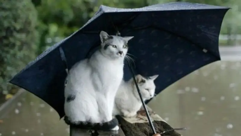 17 сентября на большей части Казахстана сохраняются дожди с грозами