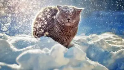 24.kz, фото - Новости Zakon.kz от 25.01.2021 11:01