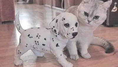 Zakon.kz, фото - Новости Zakon.kz от 31.01.2015 17:03