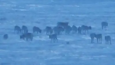 Охотзоопром, фото - Новости Zakon.kz от 18.01.2020 14:11