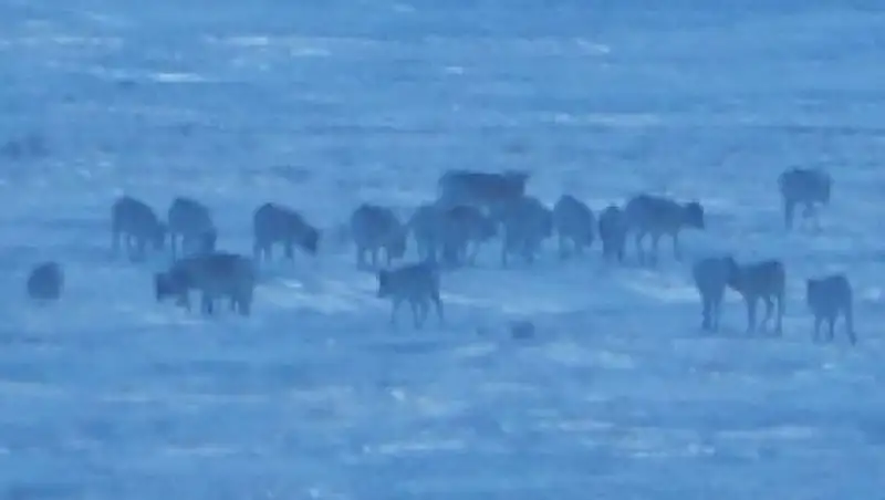 Полицейские задержали трех сотрудников "Охотзоопром" за отстрел сайги в Кызылординской области