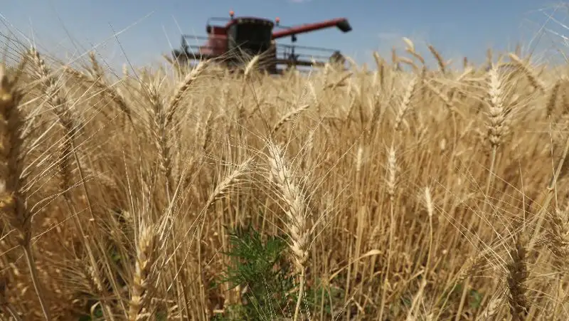 Казахстан планирует ввести ограничения на вывоз пшеницы и муки