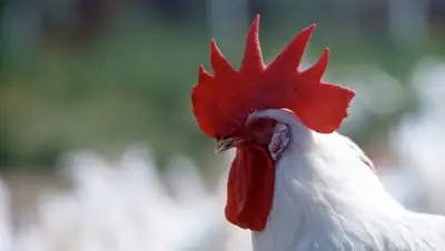 Zakon.kz, фото - Новости Zakon.kz от 26.07.2015 14:18