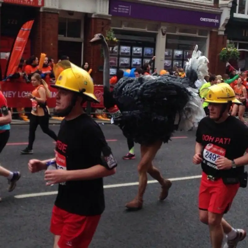 Страус , фото - Новости Zakon.kz от 27.04.2015 14:30