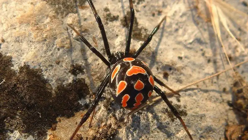 Ядовитый паук укусил мальчика в Уральске – ребенок в реанимации