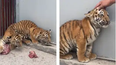 зоопарк, фото - Новости Zakon.kz от 26.08.2023 20:44