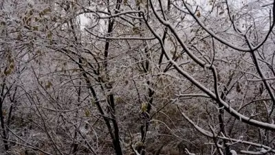 Zakon.kz, фото - Новости Zakon.kz от 23.11.2017 09:30