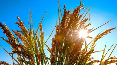 Непроданный урожай: в АО "КазАгроФинанс" прояснили ситуацию с упущенным доходом от зерна, фото - Новости Zakon.kz от 16.08.2023 17:01