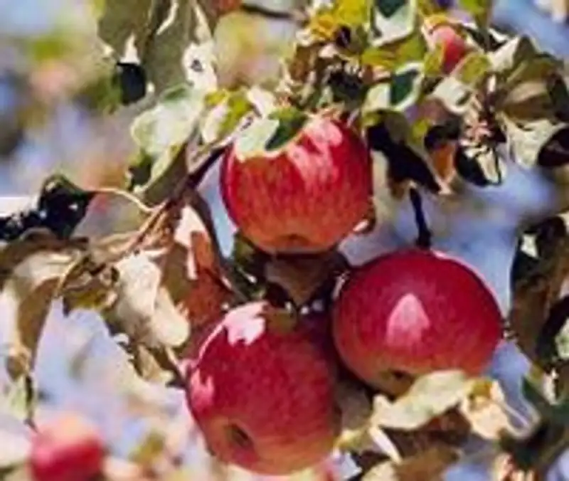 В Алматинской области начали возрождать апорт, фото - Новости Zakon.kz от 10.05.2012 15:50