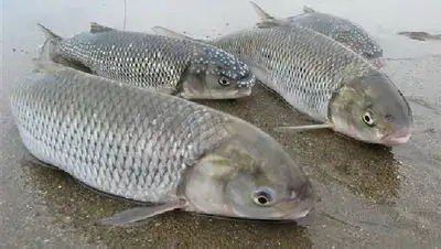 Рыбу кутум исключат из Красной Книги Казахстана, фото - Новости Zakon.kz от 29.07.2022 15:01