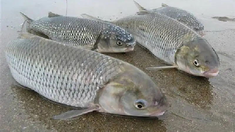 Рыбу кутум хотят исключить из Красной книги РК