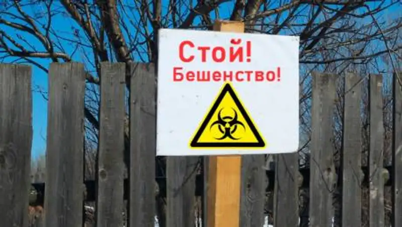 Очаг бешенства выявили в Шымкенте