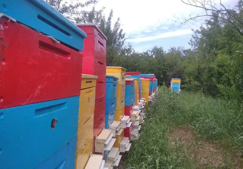 Горький мед: пчеловоды просят помощи у государства, фото - Новости Zakon.kz от 21.06.2023 10:46