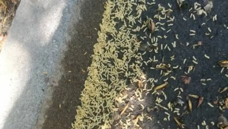 Почему появились личинки на улицах Алматы, рассказали в управлении зеленой экономики