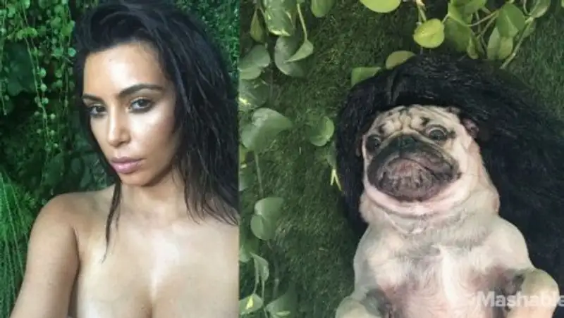 Мопс Даг воссоздал сексуальные селфи Ким Кардашьян
