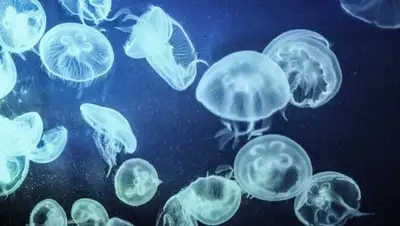 aneco.ru, фото - Новости Zakon.kz от 28.11.2017 17:06