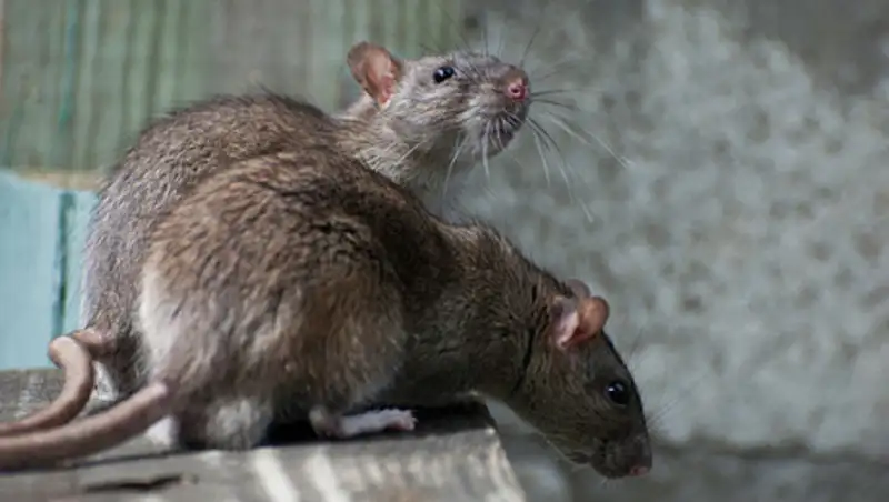 Крысы продолжают захватывать столичную многоэтажку