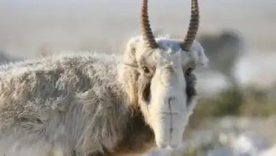 Фото с сайта inform.kz, фото - Новости Zakon.kz от 05.01.2018 08:44