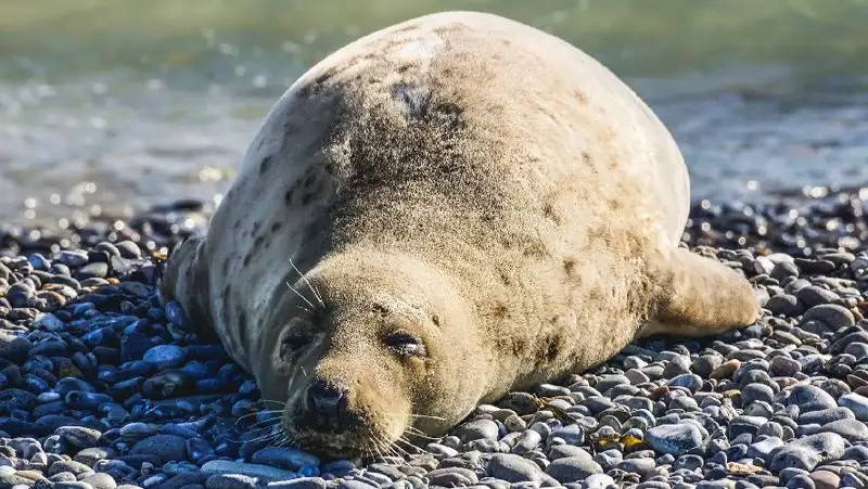 Мертвые тюлени в Мангистау: подробности озвучили в Минэкологии