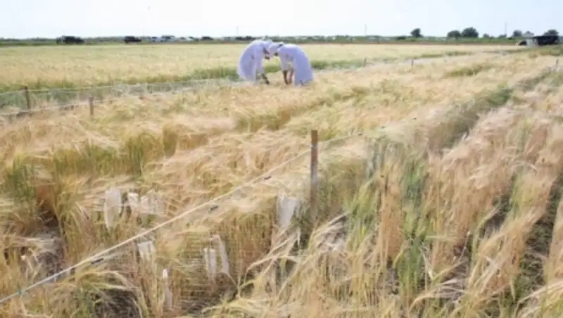 Арендаторы могут выкупить земли сельхозназначения в Казахстане на льготных условиях