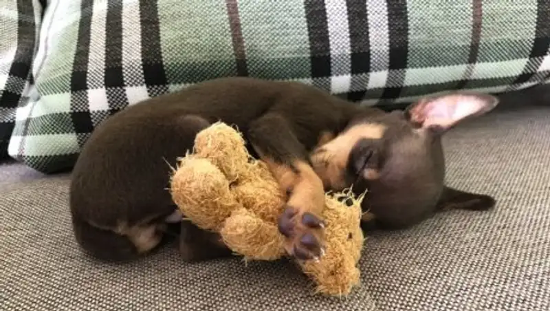Домашние питомцы, которые не расстаются со своими любимыми мягкими игрушками